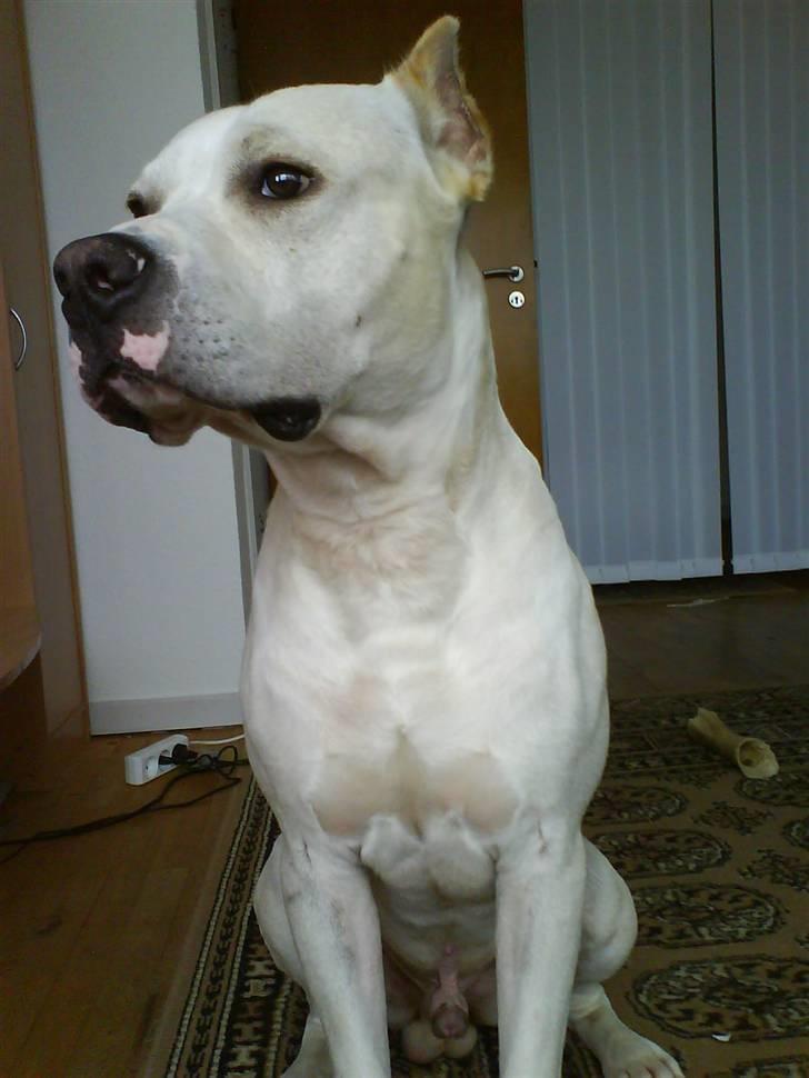 Amerikansk staffordshire terrier Pako (lille skind) - Nyeste billed af Pako han er nu 11 månder og vejer 37 kg billede 13