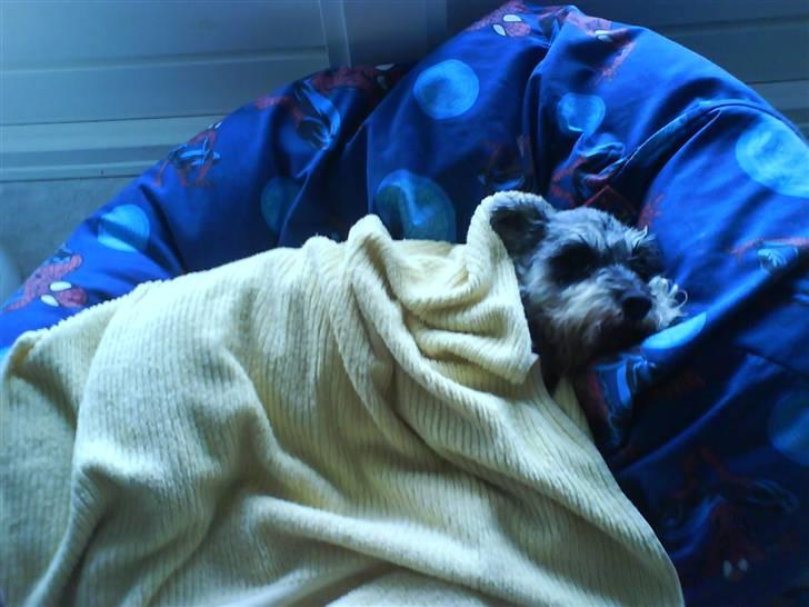 Dvaergschnauzer Andrea - Hun havde lige været ude i regnen og gå tur sammen med mig. <3 billede 10