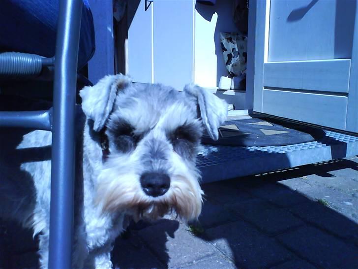 Dvaergschnauzer Andrea - Heejsa.  billede 11