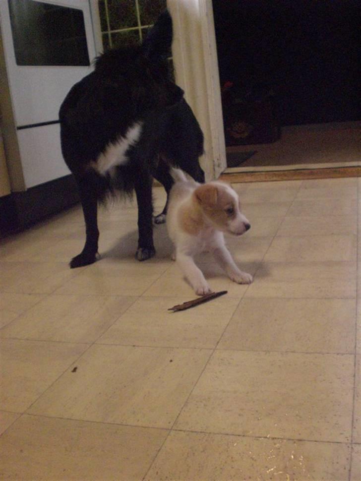 Blanding af racer bella billede 8