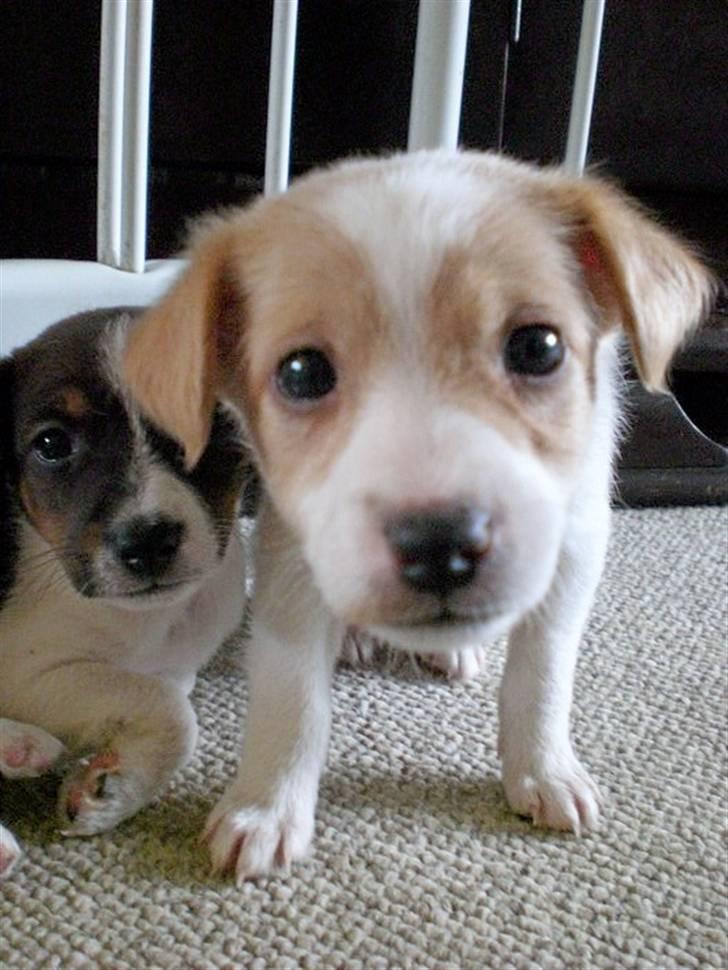 Blanding af racer bella billede 9