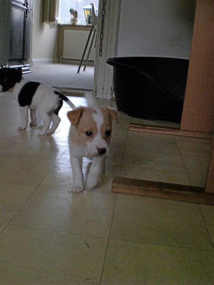 Blanding af racer bella billede 10