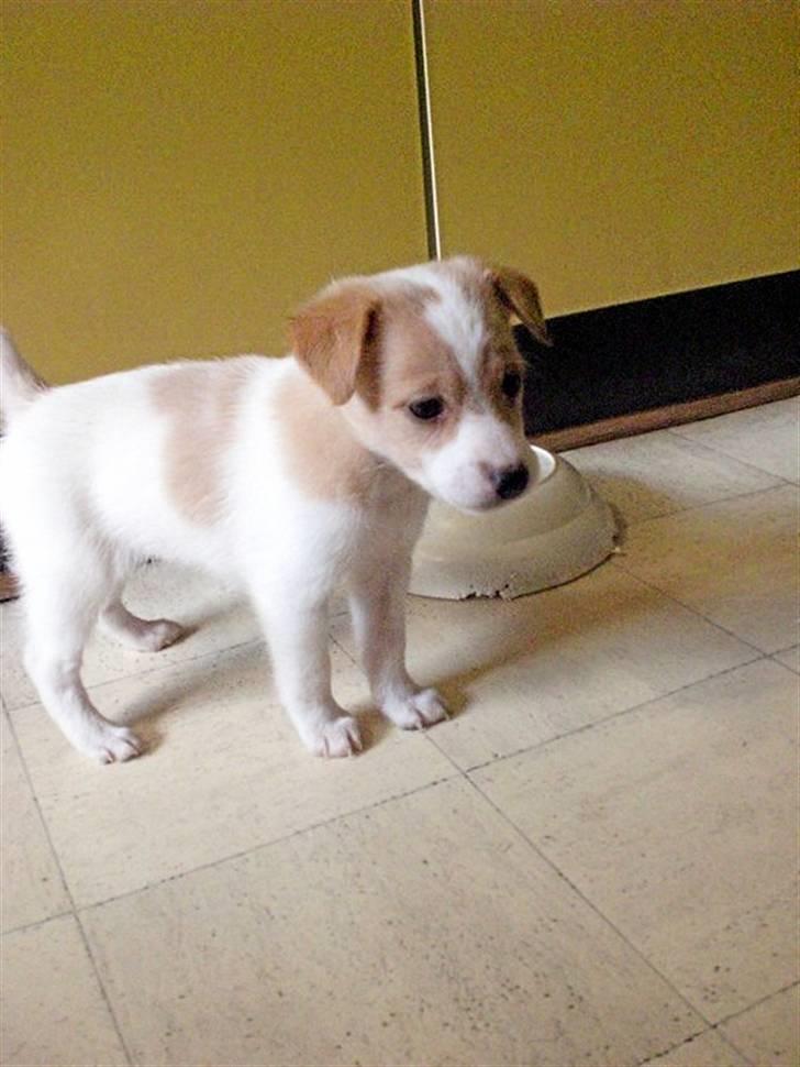 Blanding af racer bella billede 11