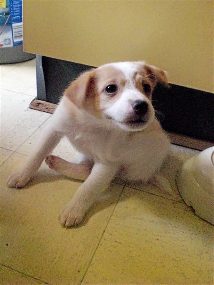 Blanding af racer bella billede 12