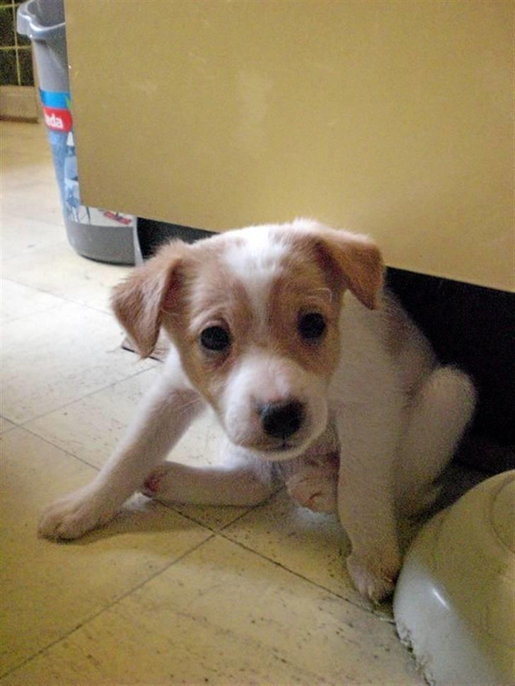 Blanding af racer bella billede 13