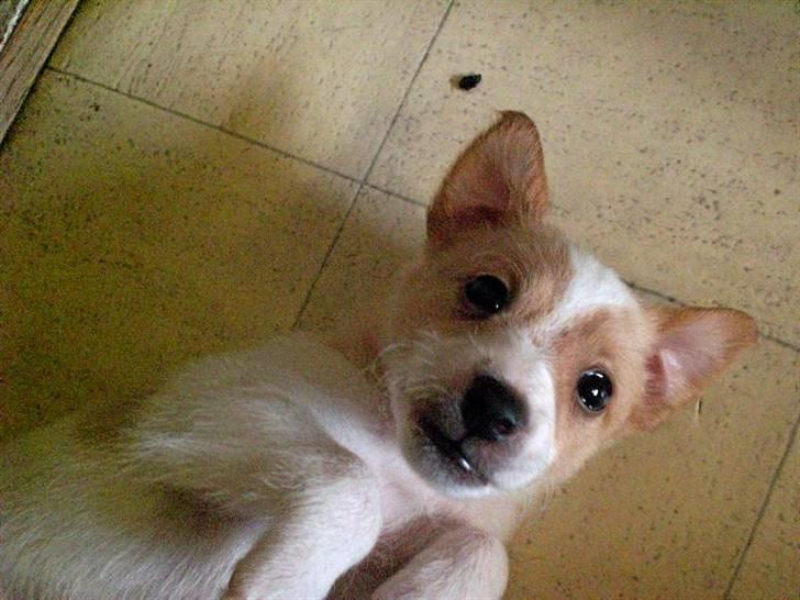 Blanding af racer bella billede 14