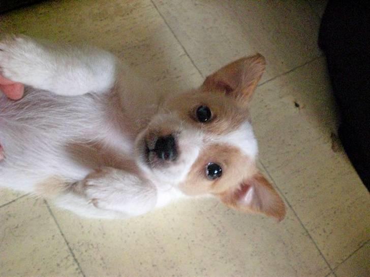 Blanding af racer bella billede 16