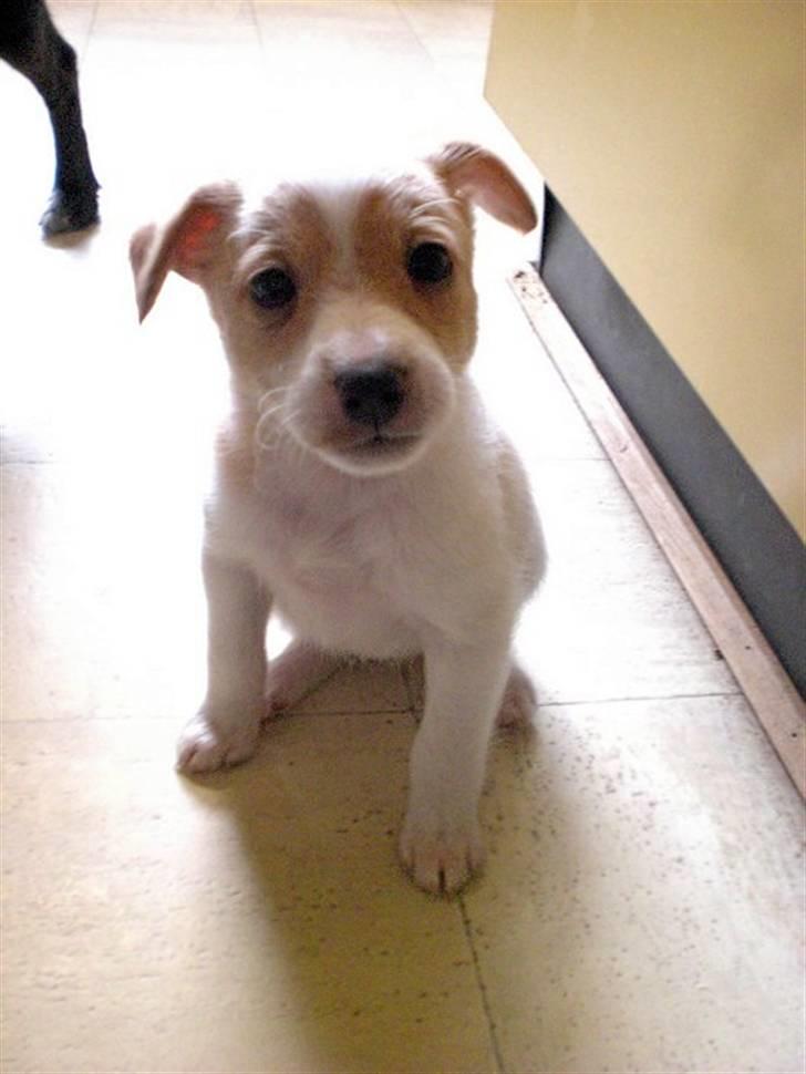 Blanding af racer bella billede 17