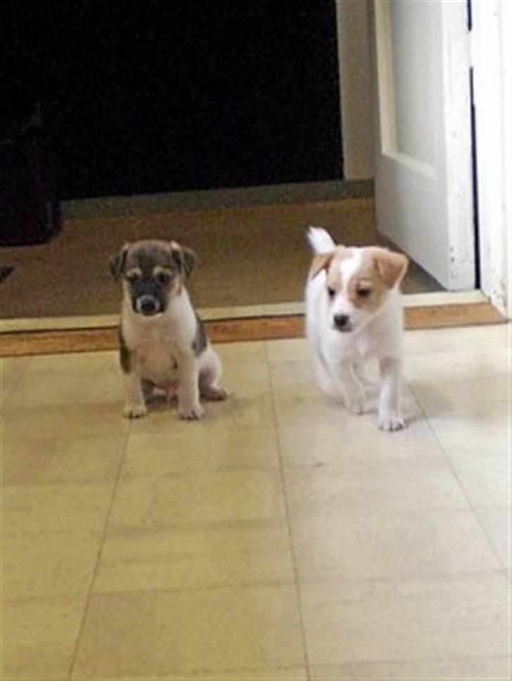 Blanding af racer bella billede 18