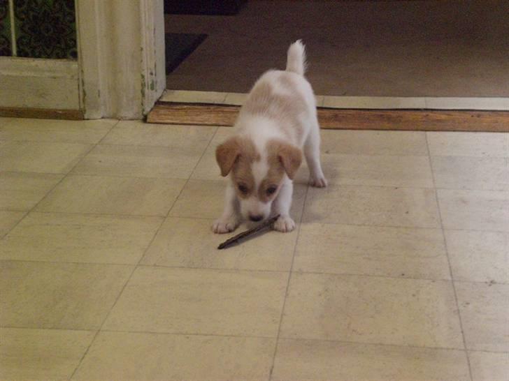 Blanding af racer bella billede 19