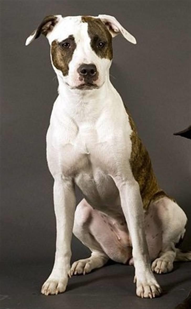 Amerikansk staffordshire terrier *Kiara Tutela*  - Velkommen til Kiaras profil. billede 1