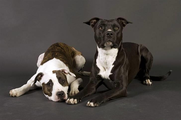 Amerikansk staffordshire terrier *Kiara Tutela*  - Her er min storesøster og jeg "modeller" :) billede 2