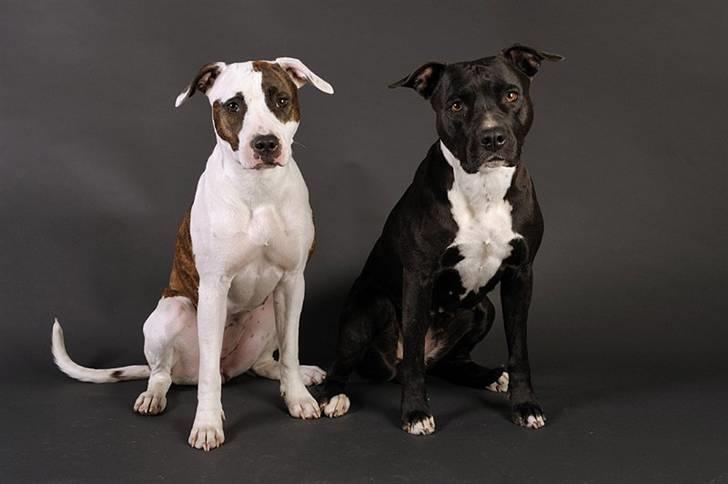 Amerikansk staffordshire terrier *Kiara Tutela*  - Igen modeller:) billede 3