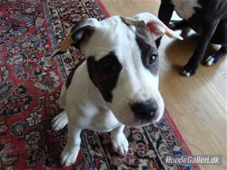 Amerikansk staffordshire terrier *Kiara Tutela*  billede 4