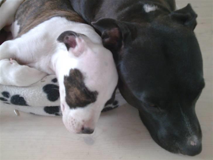 Amerikansk staffordshire terrier *Kiara Tutela*  billede 5