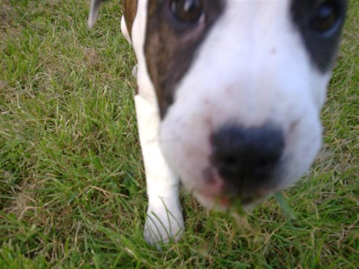 Amerikansk staffordshire terrier *Kiara Tutela*  billede 6