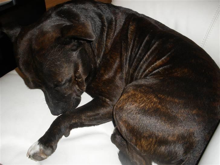 Staffordshire bull terrier Fussi - Her har jeg listet mig op i sofaen.. billede 9