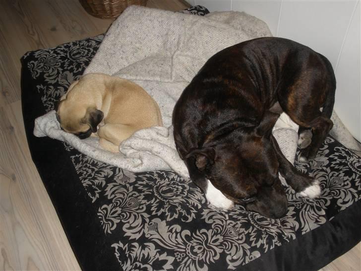 Staffordshire bull terrier Fussi - Jeg sover altid sammen med min bedste ven Sakii.. :) billede 10