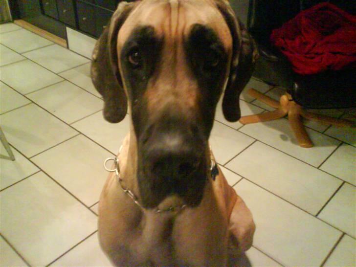 Grand danois Tarzan *DØD* - <3<3<3<3<3<3 billede 2