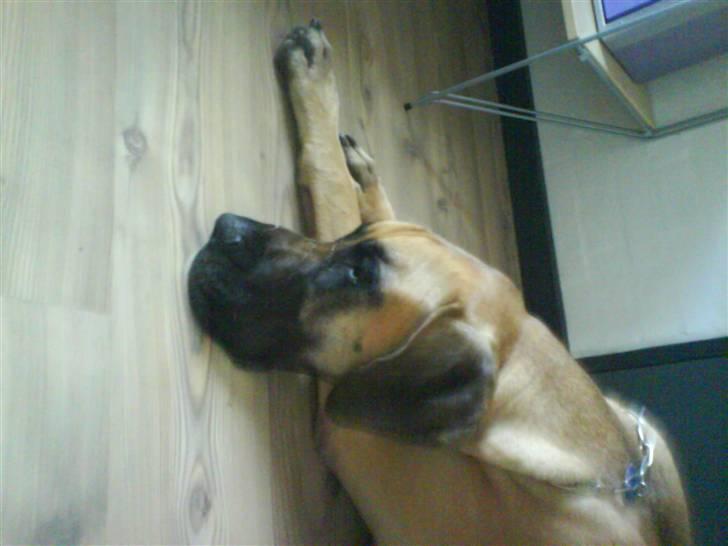 Grand danois Tarzan *DØD* - I MISS YOU!! billede 3