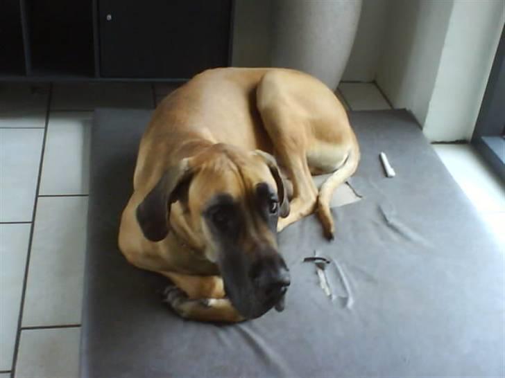 Grand danois Tarzan *DØD* - må jeg sove nu? jeg tror jeg har været fotomodel nok for 10 min. <3 billede 4