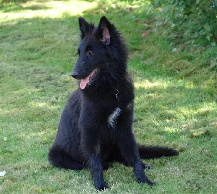 Groenendael Lia - Træt Lia efter at have leget med Viggo billede 7