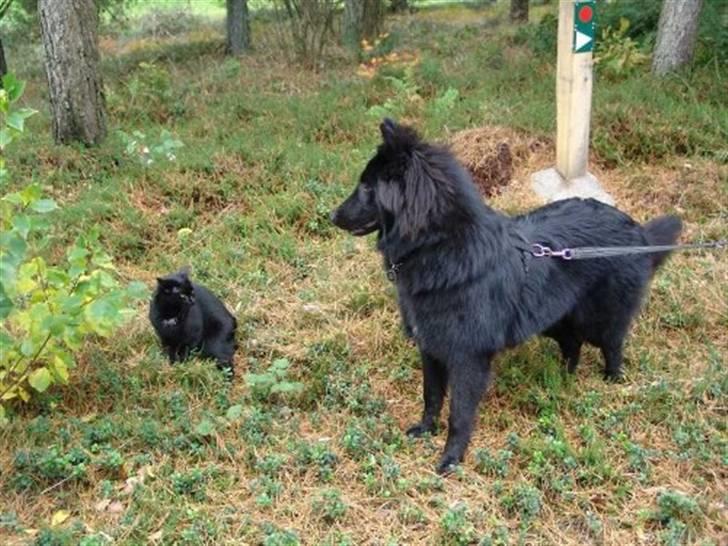 Groenendael Lia - Katte-kopi af Lia, som vi mødte på skovtur. Begge kulsorte med hvid plet på brystet og på den ene bagpote. Begge vilde med kylling. billede 8