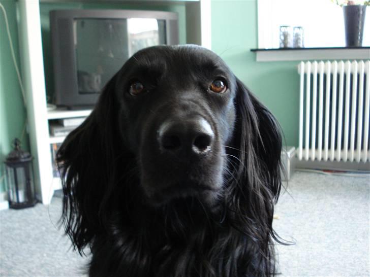 Blanding af racer Max - Her er Max billede 1