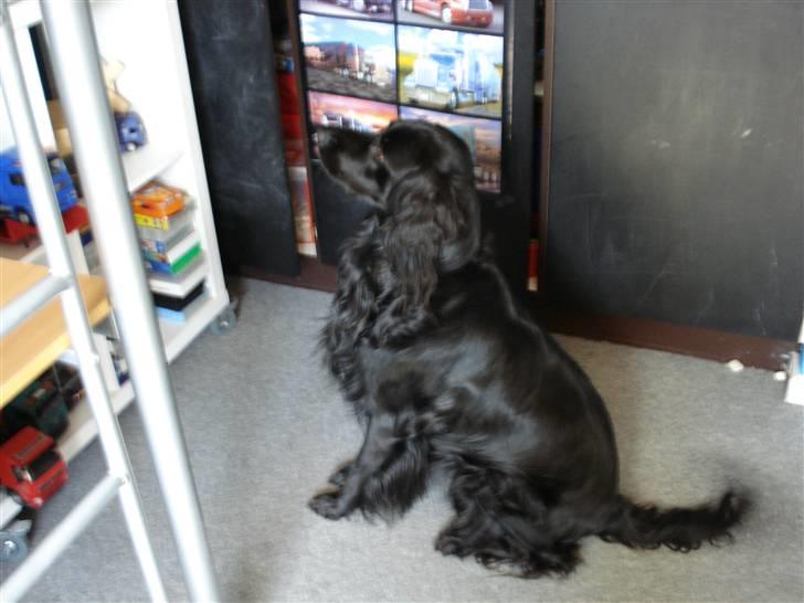 Blanding af racer Max - Max der sidder og kigger på min søns ørkenrotter i deres bur billede 2