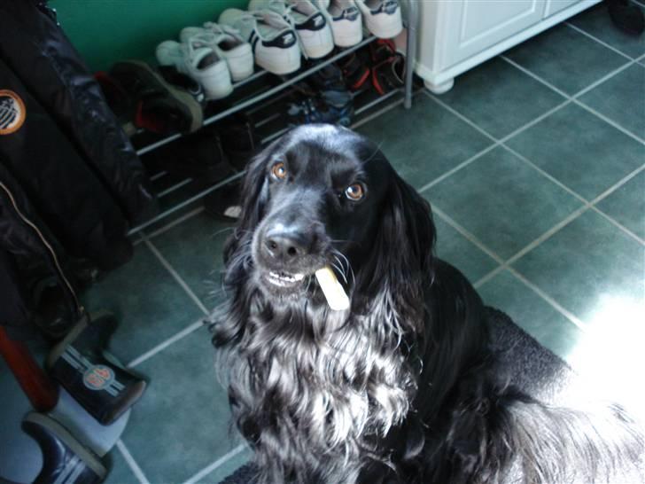 Blanding af racer Max - max venter på og komme ud at lege med sit kødben billede 3