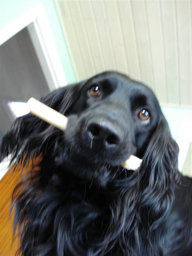 Blanding af racer Max - max med sit kødben billede 4