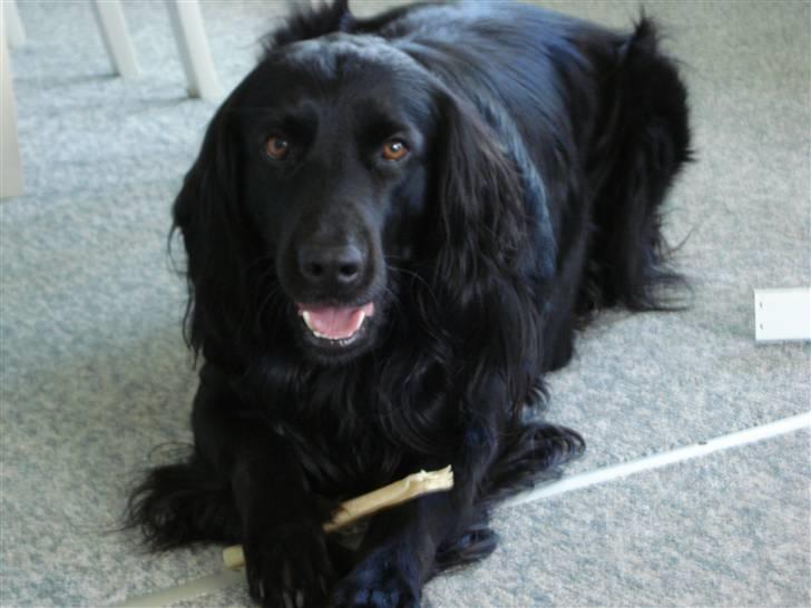 Blanding af racer Max - ligger med sit kødben billede 5