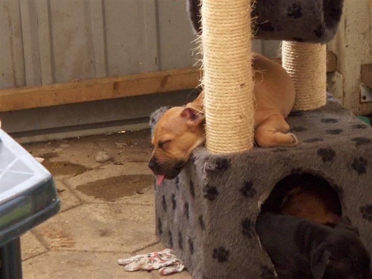 Amerikansk staffordshire terrier mini  R.I.P 15/9.10 - Mini når hun sover, sødt med tungen ud af munden billede 1