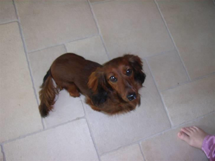 Miniature gravhund Sille - Hejsa billede 7