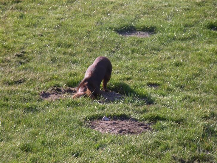 Miniature gravhund Sille - Hov der var et hul billede 8