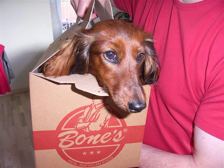 Miniature gravhund Sille - Bones.... billede 9