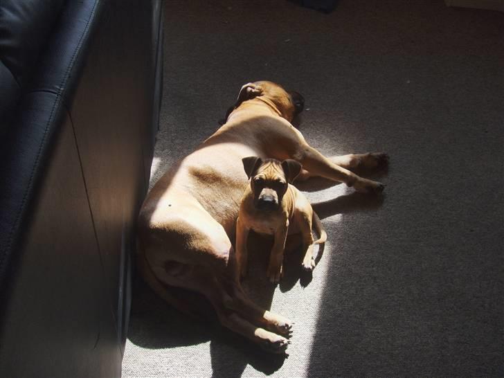 Amerikansk staffordshire terrier mini  R.I.P 15/9.10 - Mini og hendes far Odin billede 2