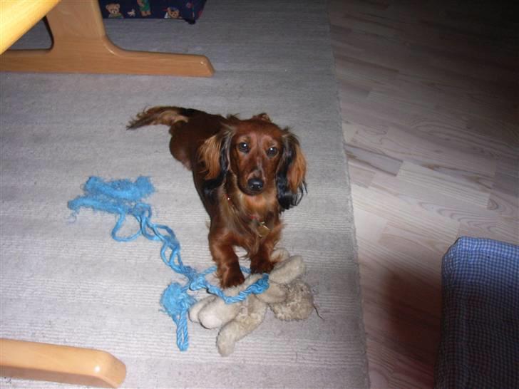 Miniature gravhund Sille - Sille leger billede 11