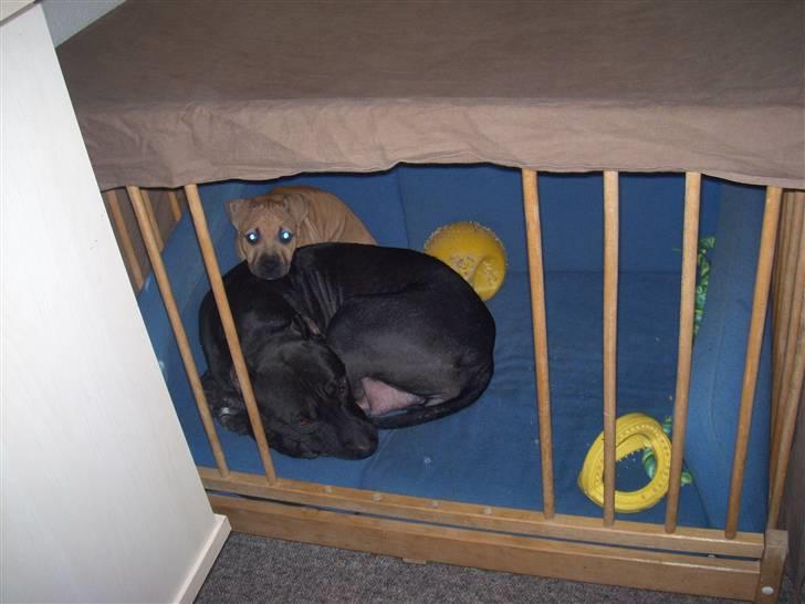 Amerikansk staffordshire terrier mini  R.I.P 15/9.10 - Mini og hendes mor Nala billede 3