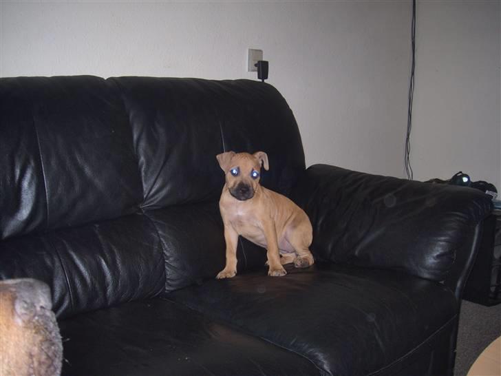 Amerikansk staffordshire terrier mini  R.I.P 15/9.10 - Smil du på :) billede 4