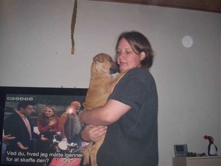 Amerikansk staffordshire terrier mini  R.I.P 15/9.10 - :) billede 5