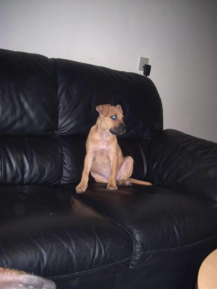 Amerikansk staffordshire terrier mini  R.I.P 15/9.10 - Hvor fint billede 6