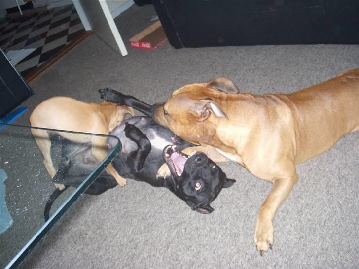 Amerikansk staffordshire terrier mini  R.I.P 15/9.10 - jubiiiiiiiiii vi leger billede 7