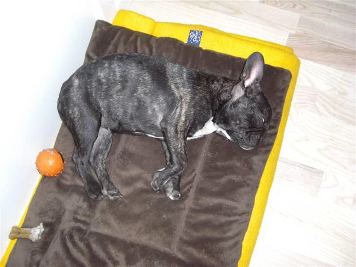 Fransk bulldog Mille billede 2