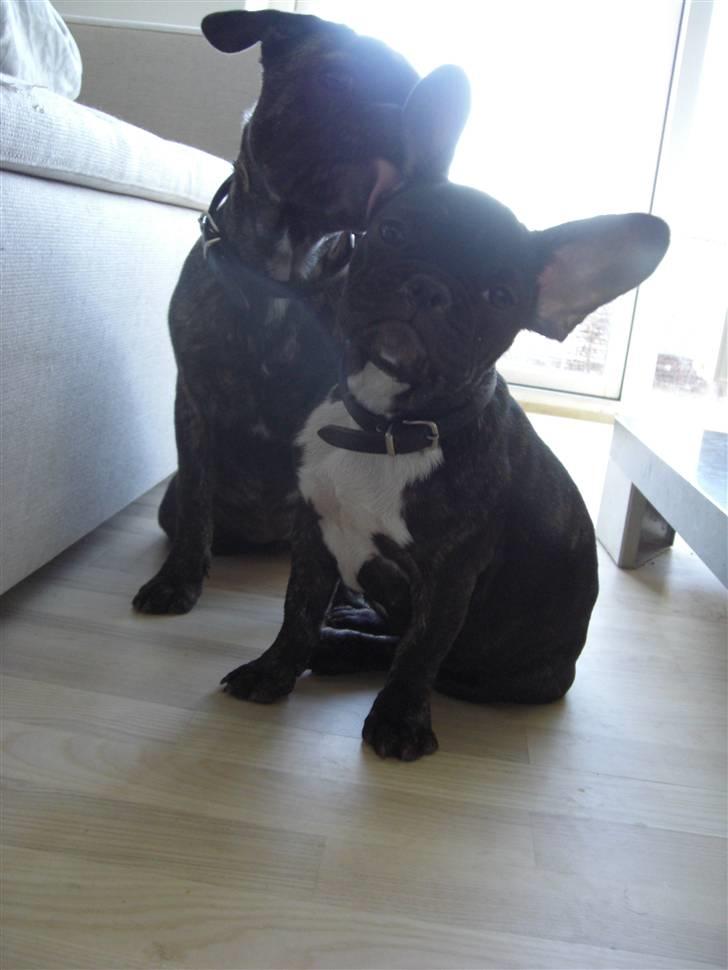 Fransk bulldog Mille billede 3