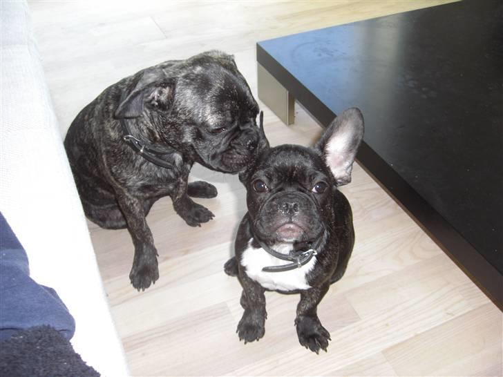 Fransk bulldog Mille billede 4