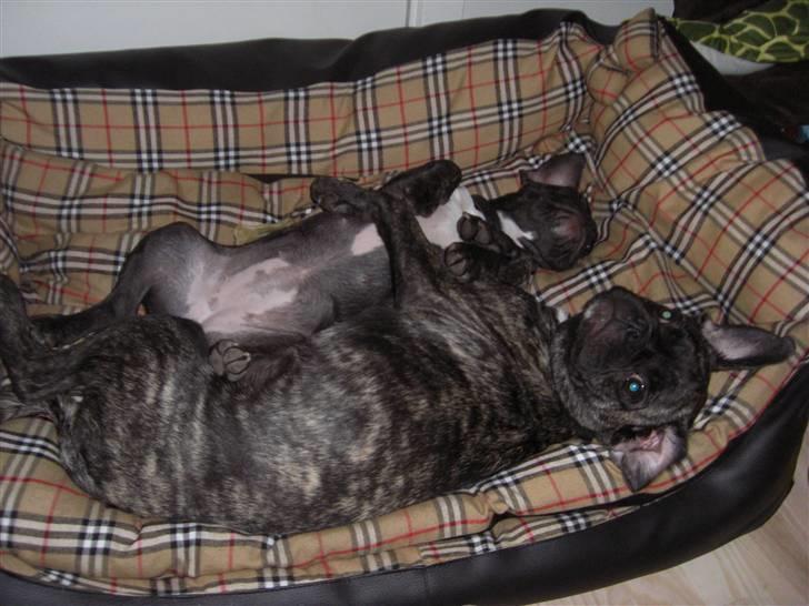 Fransk bulldog Mille billede 5