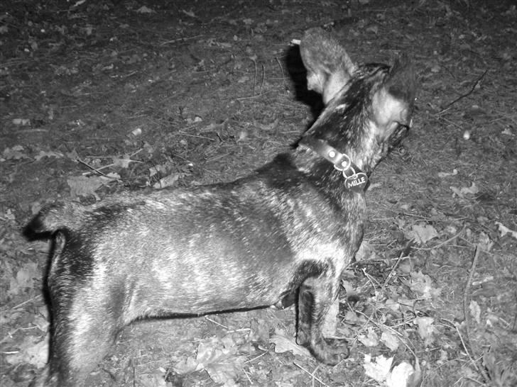 Fransk bulldog Mille billede 6