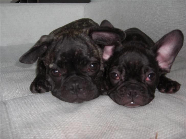 Fransk bulldog Mille billede 7