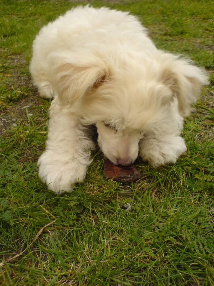 Chinese crested powder puff Yuki Athena Liv - Hmmm.....kan det mon spiser ?? billede 7